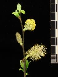 Salix appenina. Male catkins.
 Image: D. Glenny © Landcare Research 2020 CC BY 4.0